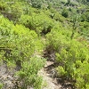 Plants: image 71 Of 117 Thumb